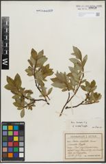 Foto von Salix hastata L.